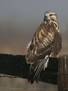 Rough-legged Hawk - Photo by Alan Gubanich